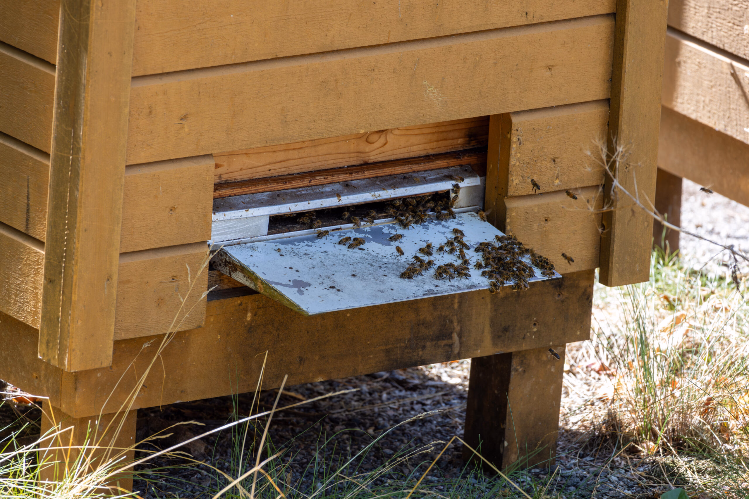 Bee Cool Schulprojekt zum Bienensterben und Bienenschutz