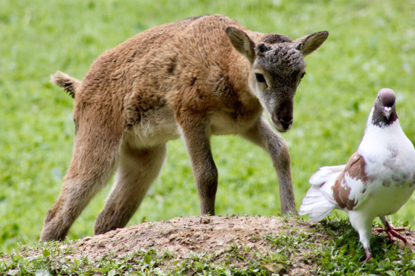 Tierpate vom Wildgatter Hildesheim