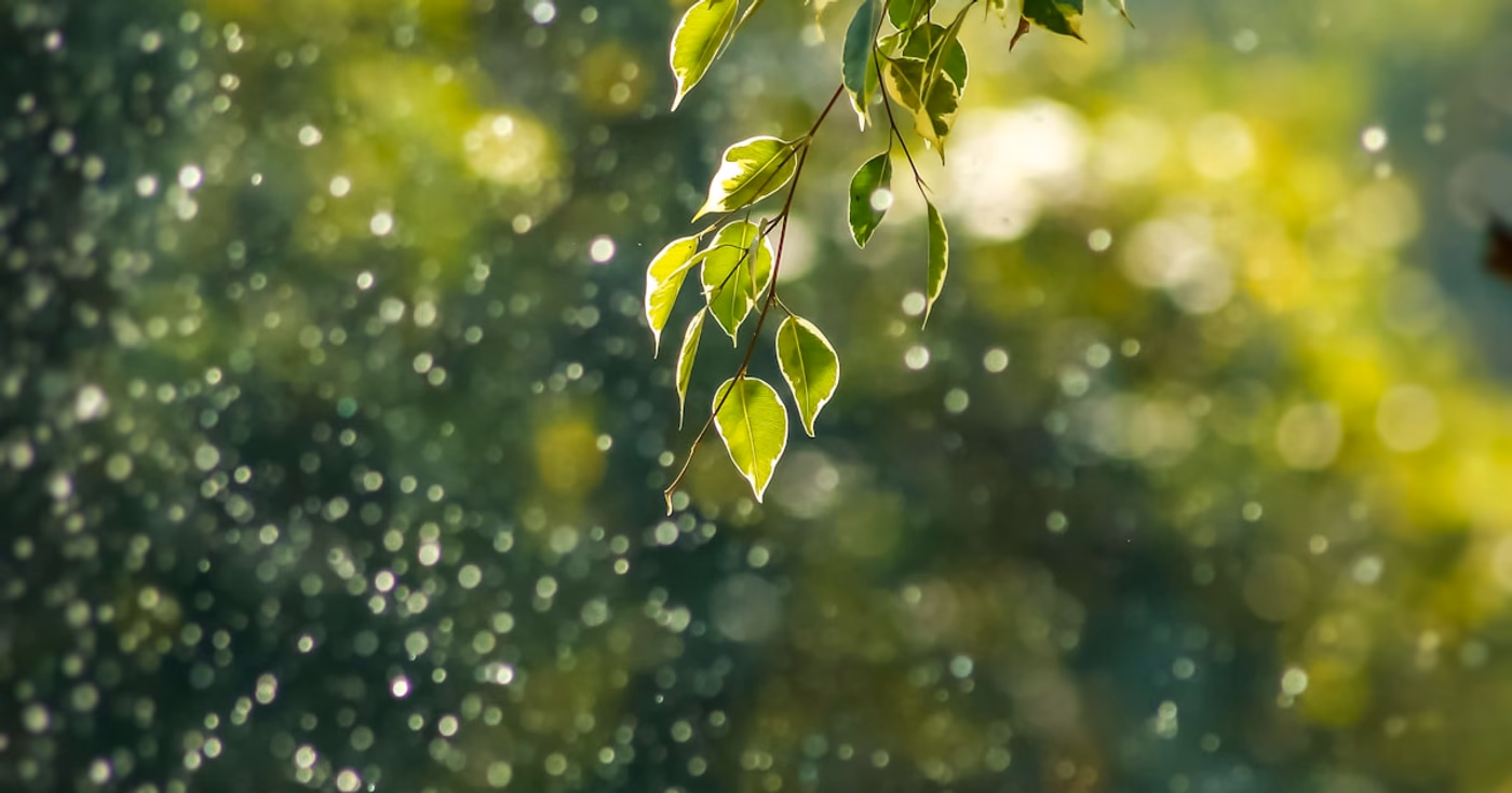 Nachhaltiges Webdesign und Green Hosting für CO2-Reduktion