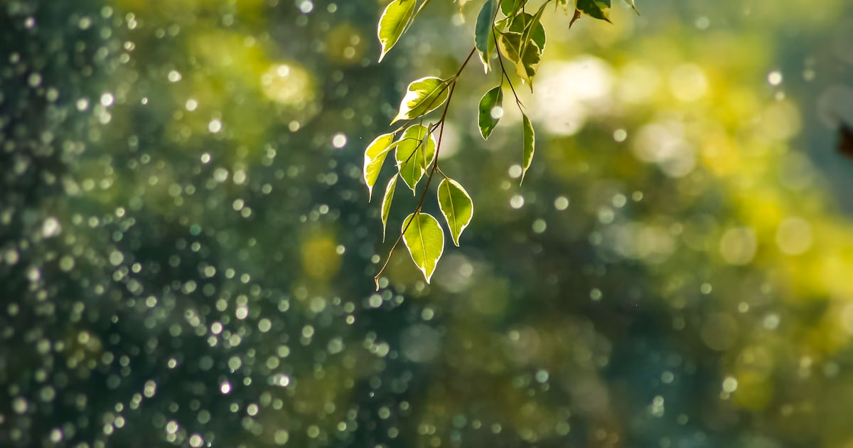 Nachhaltiges Webdesign und Green Hosting für CO2-Reduktion