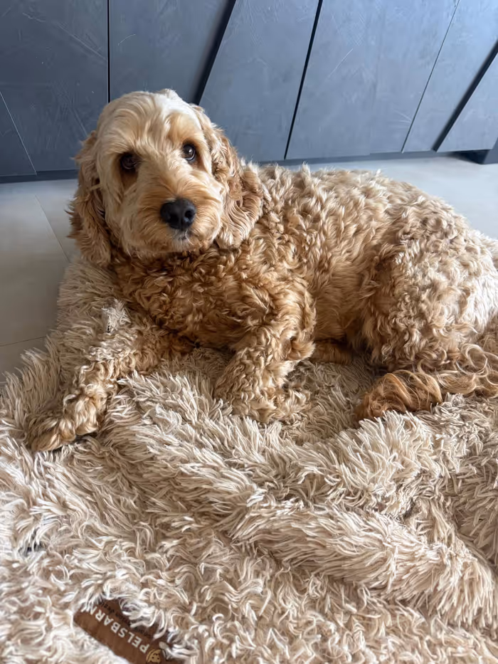 Jack, der Hund im Team der Greenstein Designagentur