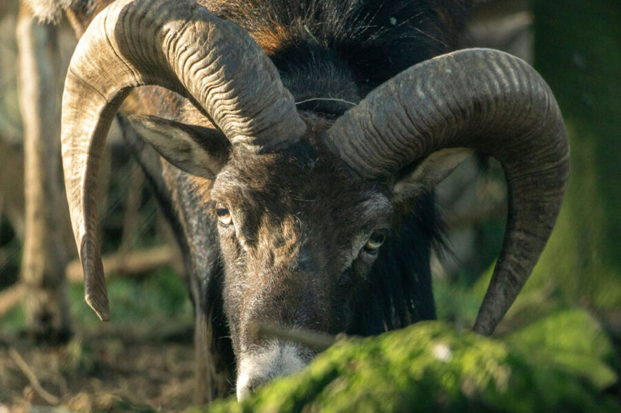 Nahaufnahme eines Wildschafs mit großen Hörnern